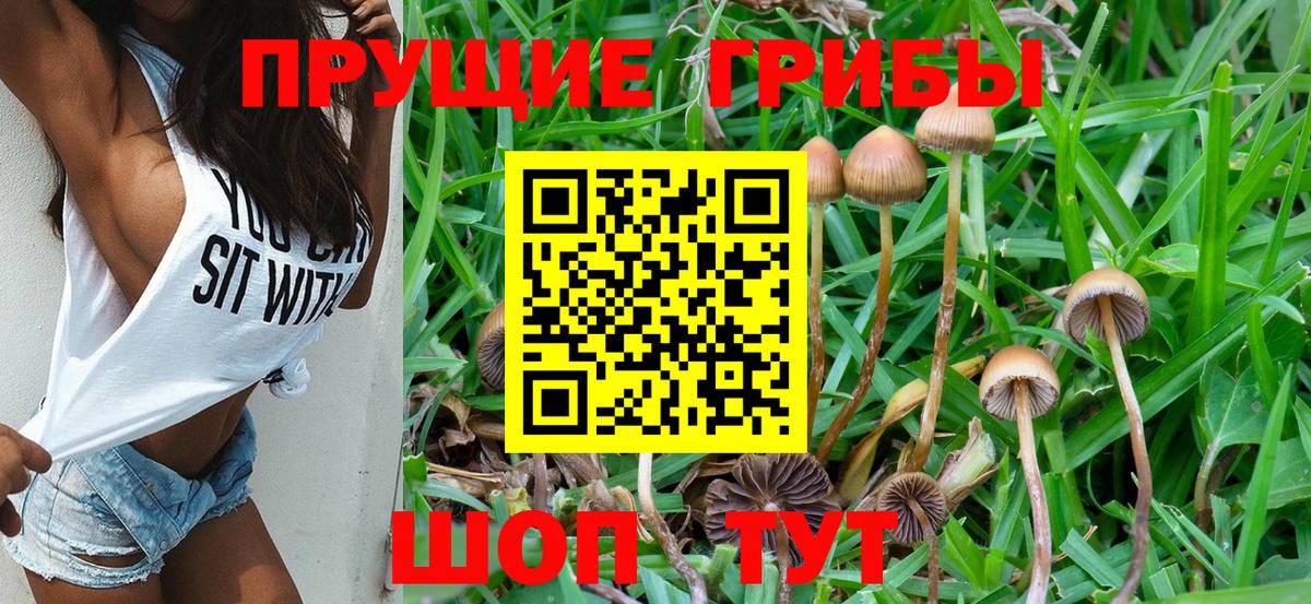Галлюциногенные грибы Psilocybine cubensis  Вход с VPN  Псилоцибиновые грибы Psilocybine cubensis  Богданович 